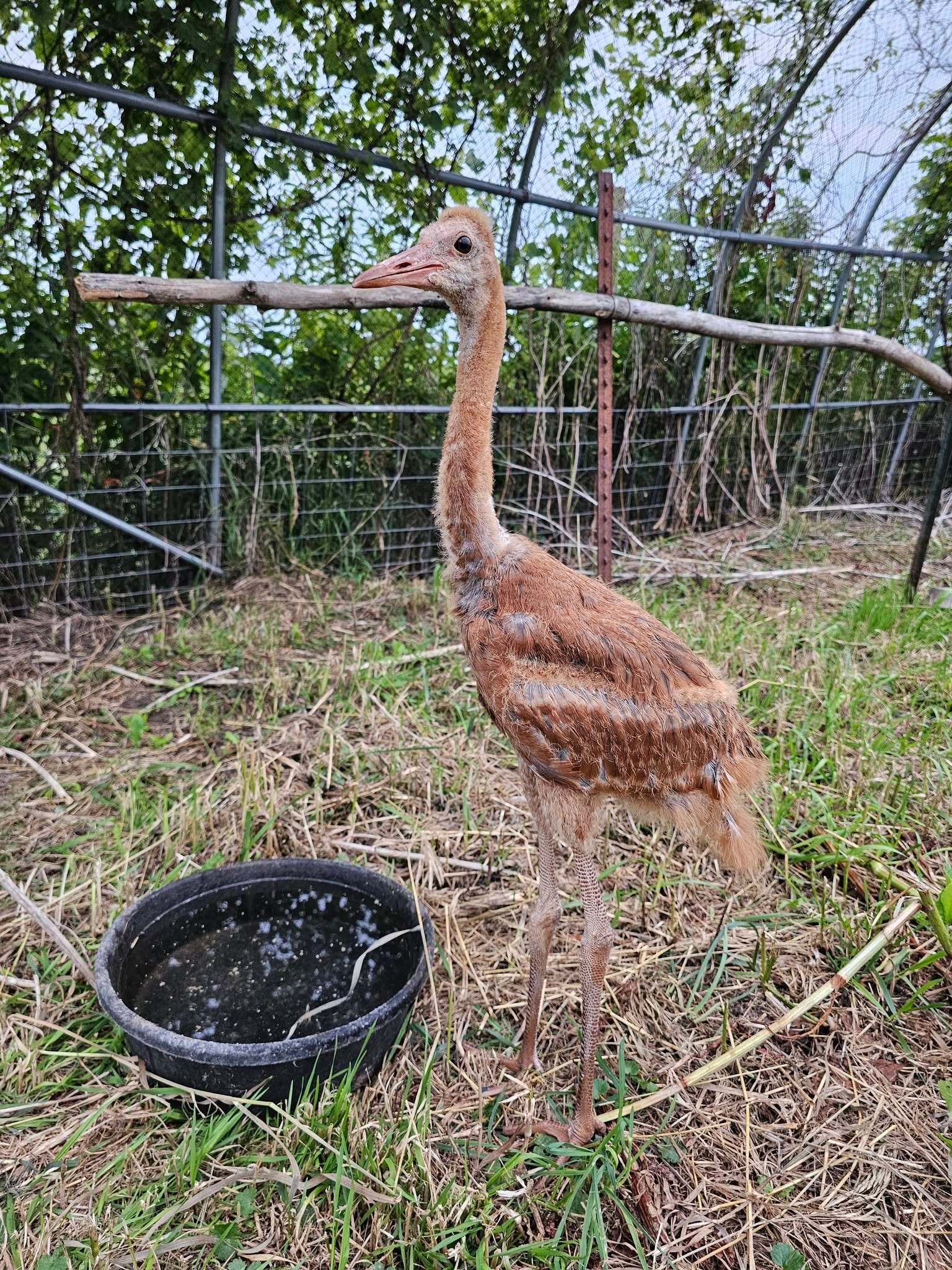 a young crane with long legs and brown feathers stands near a water dish