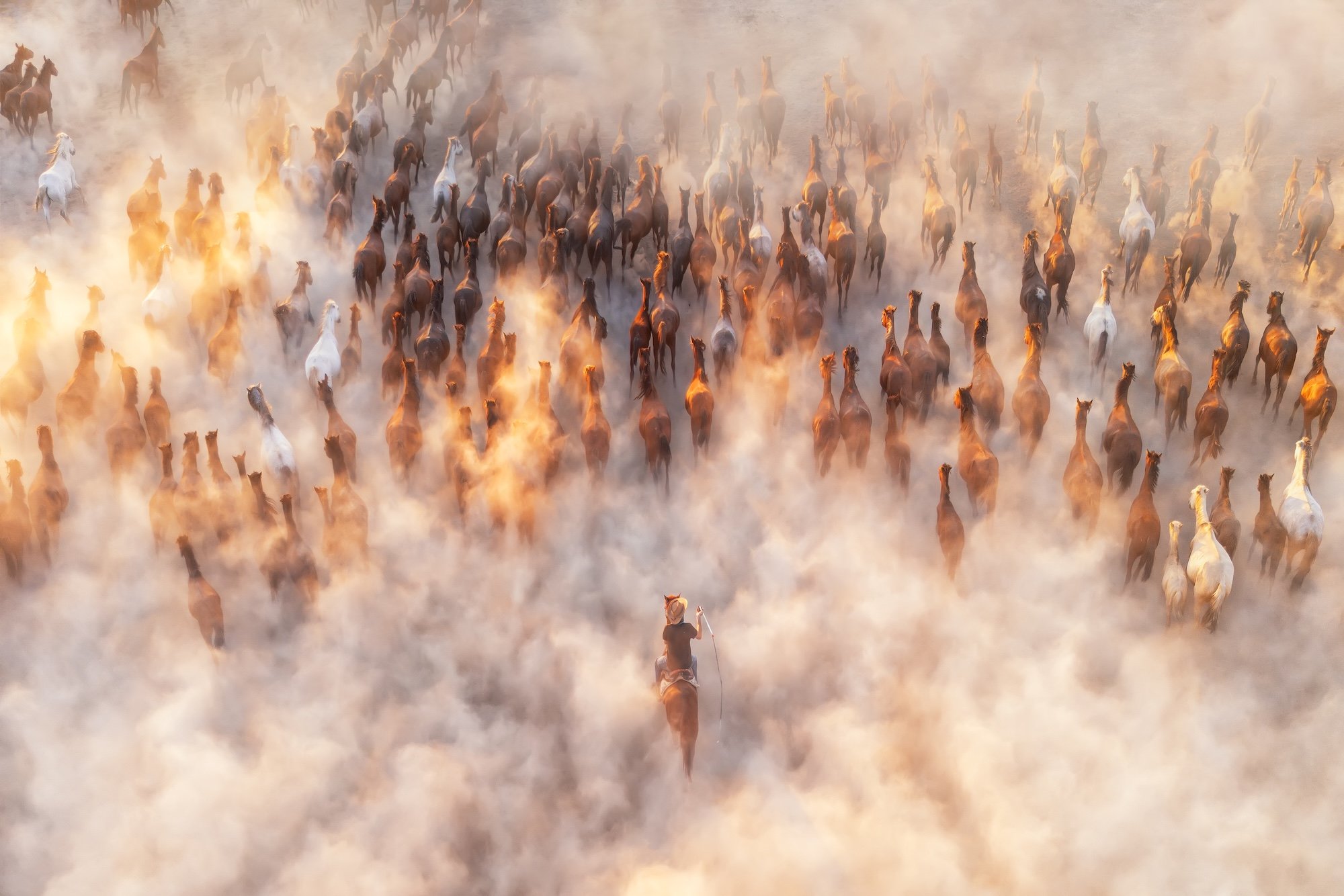 dozens of horses kicking up dust while trotting