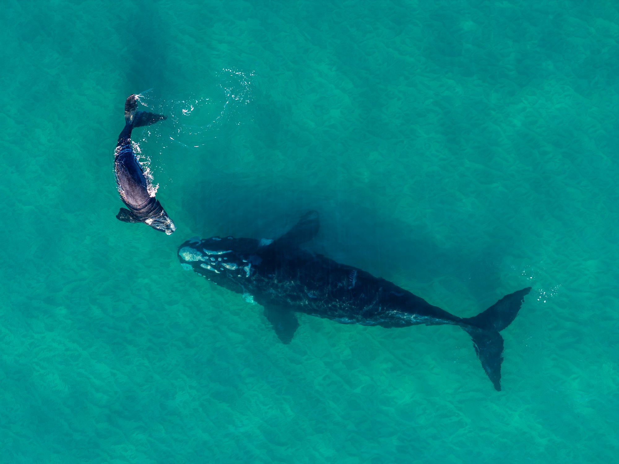 southern right whale and its calf