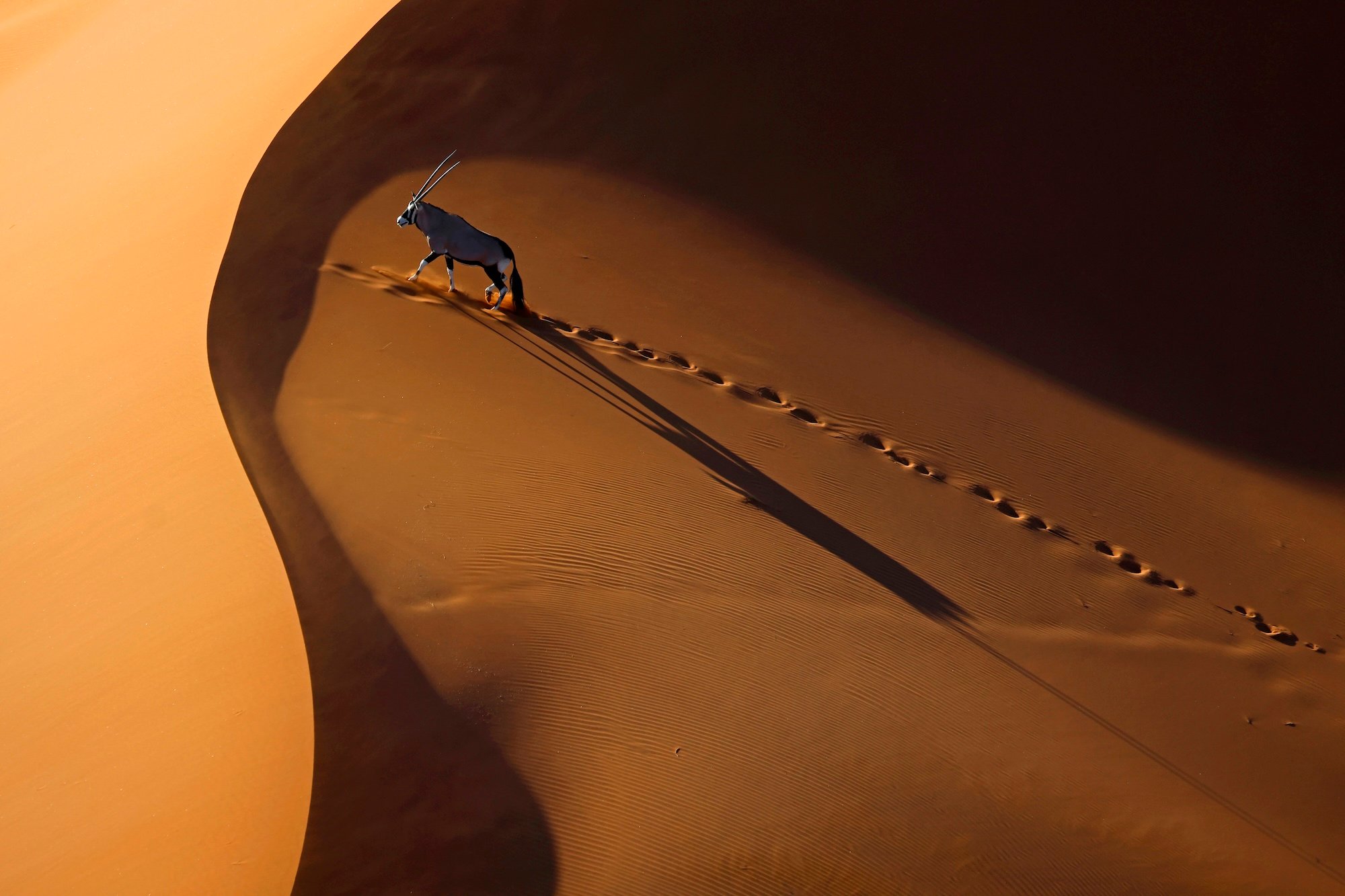 an oryx walking on sand dunes