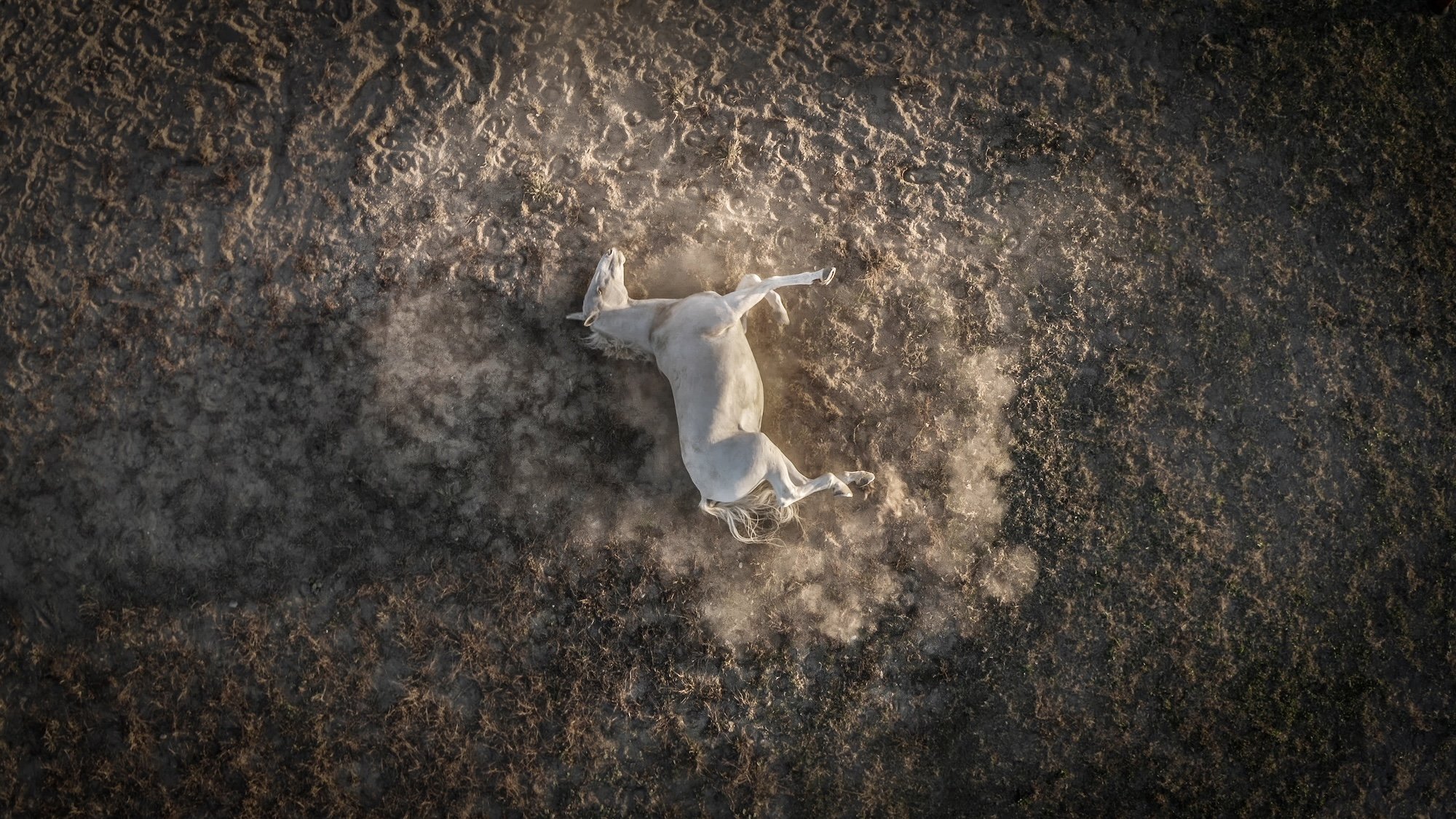 a white horse rolling on the ground