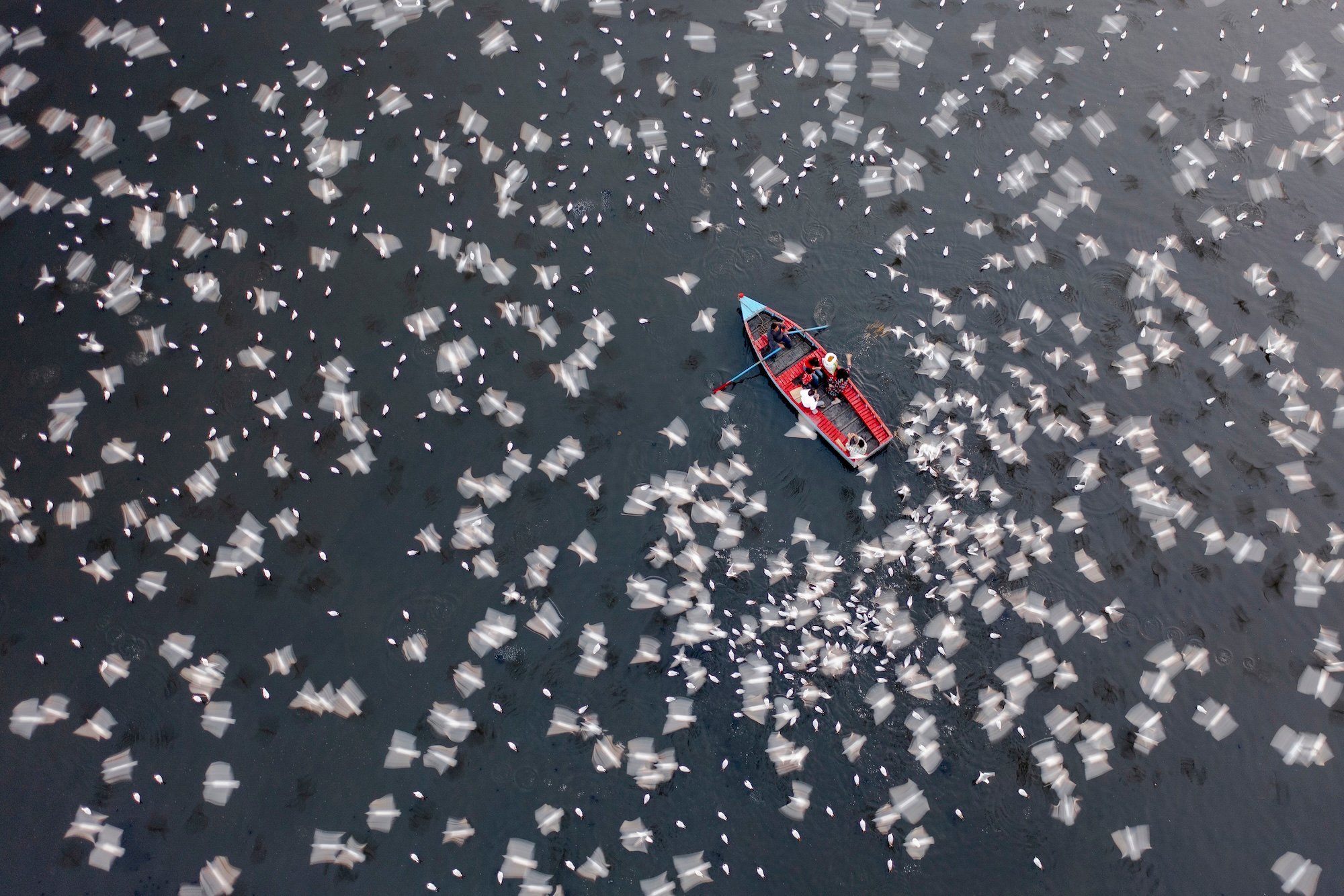 dozens of white birds surround a row boat