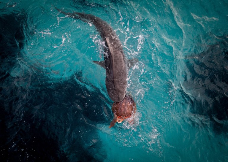 a tiger shark attacks a sea turtle