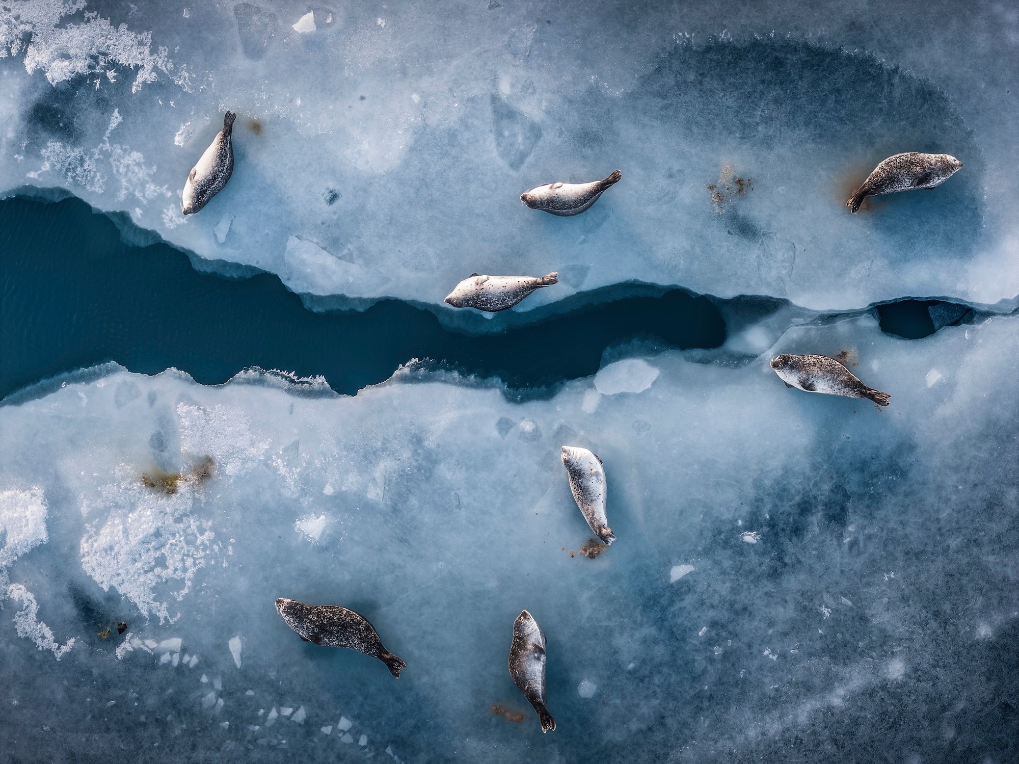 fish laying on ice