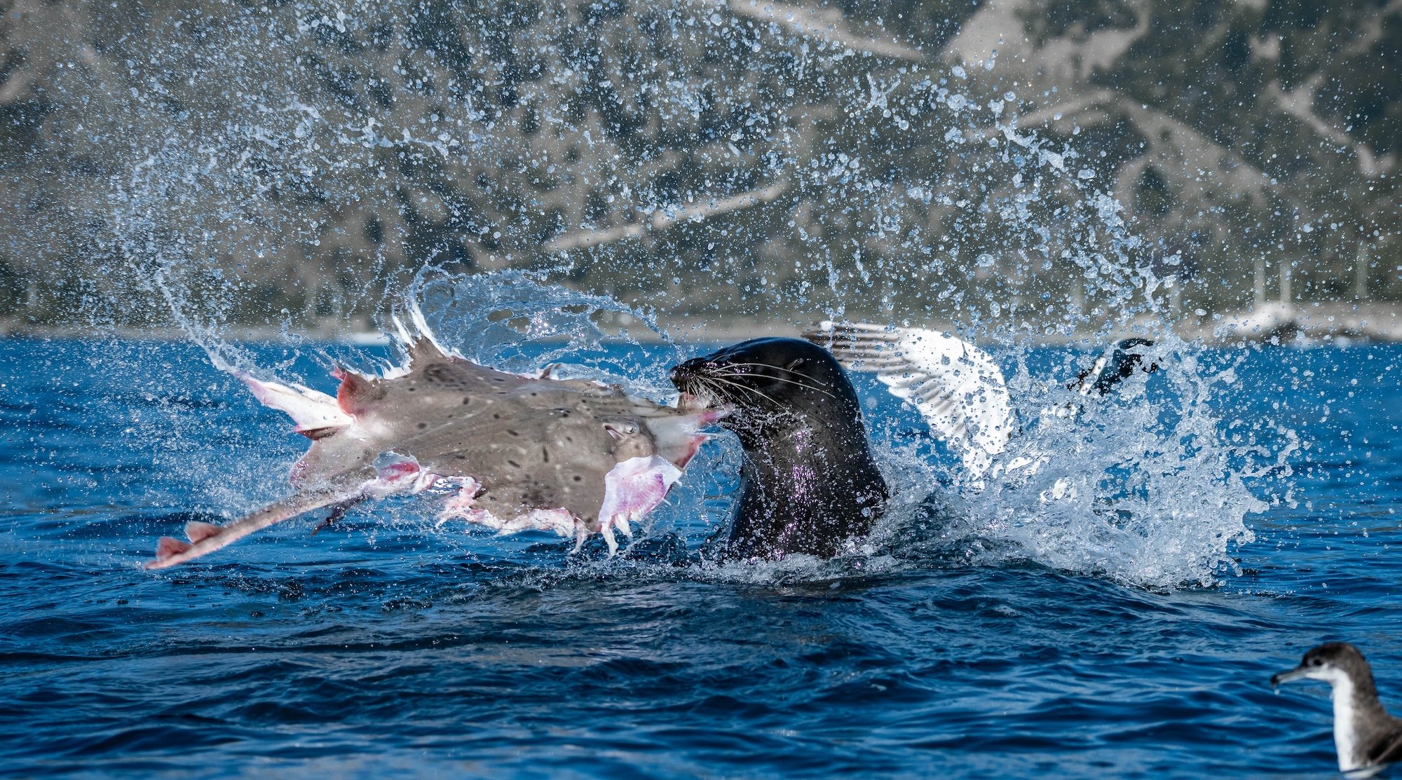 New Zealand fur seal tears apart a rough skate 