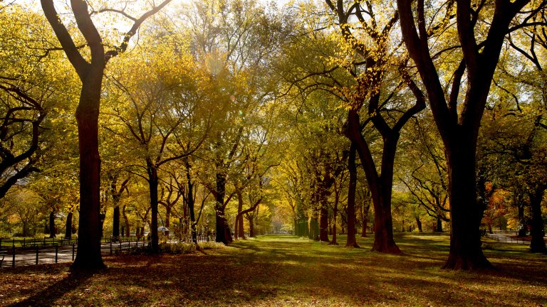 View of The Mall section of Central Park during autumn in New York City lined with American elm trees.