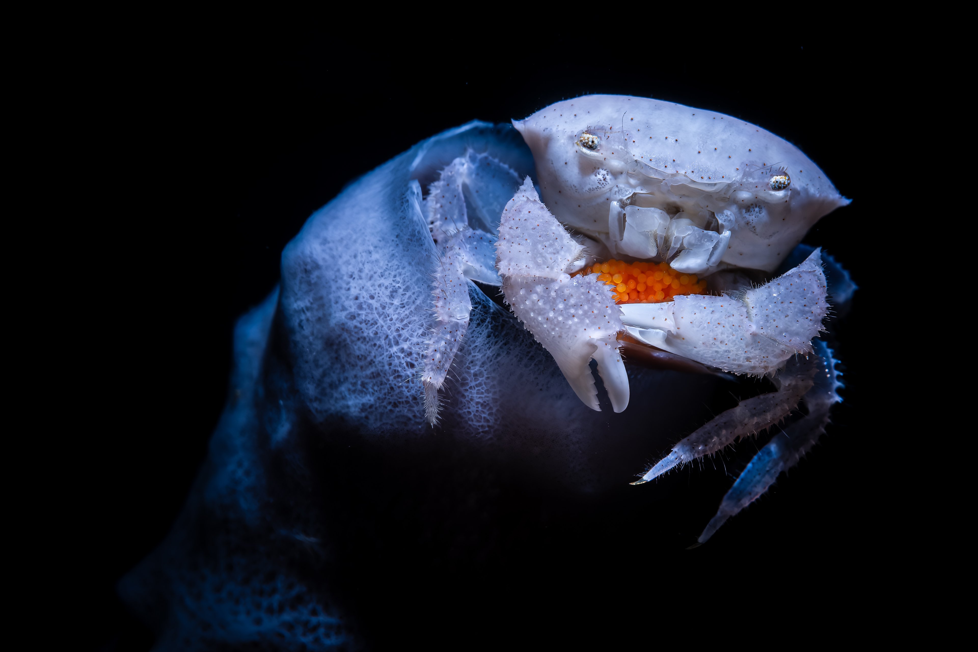 A harlequin crab rests at the entrance of a tubular sponge
