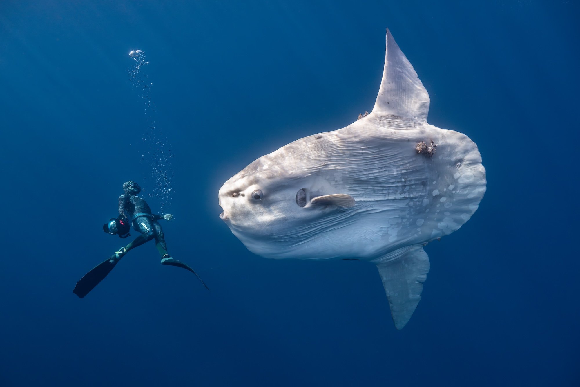 A giant oceanic sunfish glides through the clear waters