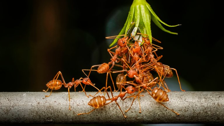 Ants cooperating on branch to lift leaf