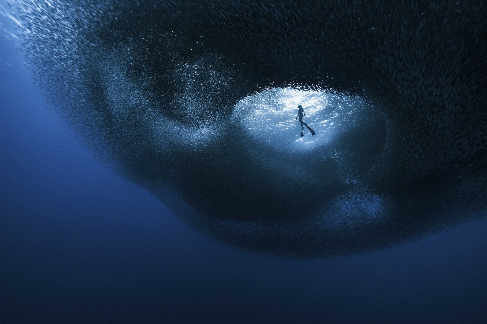 A freediver is surrounded by a vast school of sardines