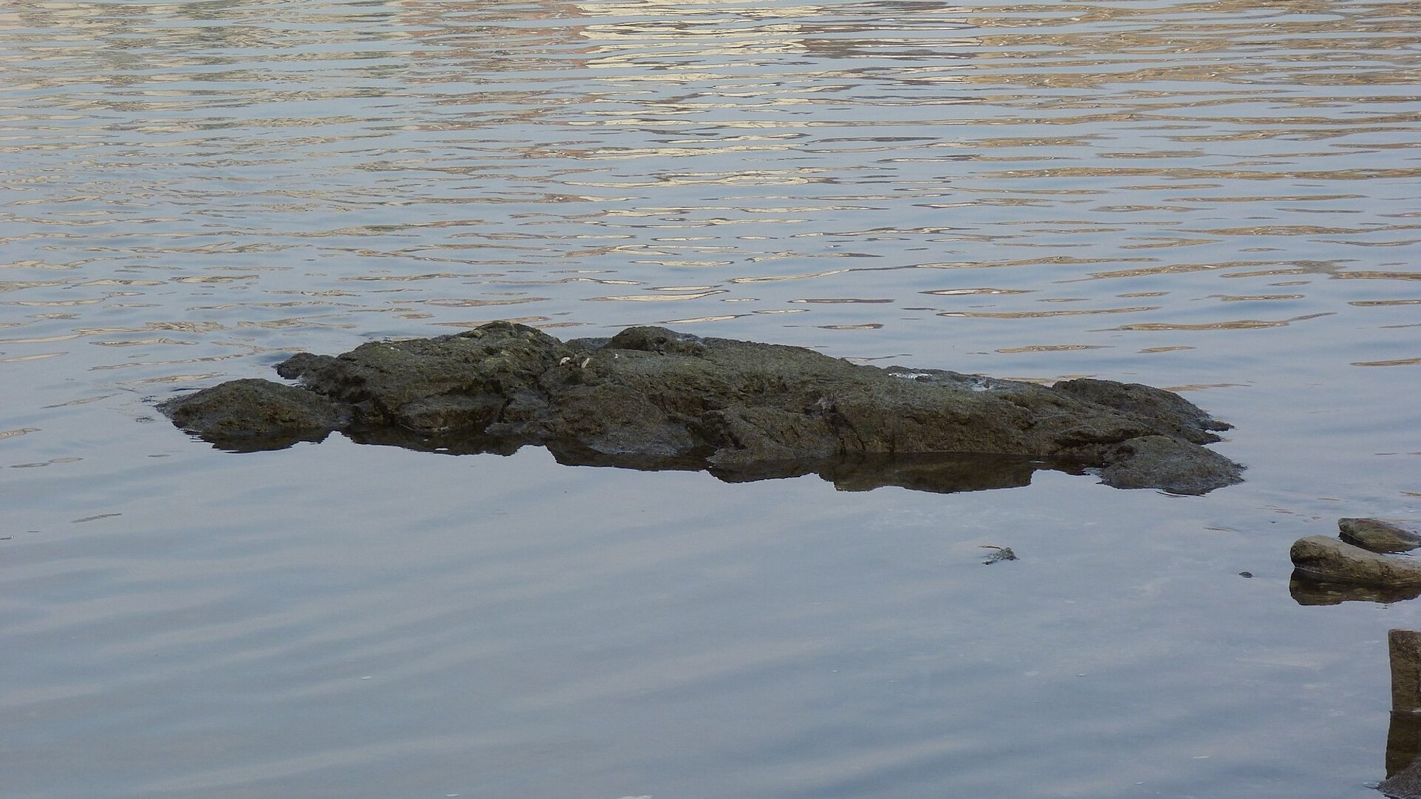 Budapest's Rock of Starvation resurfaced in the Danube River during low water levels.