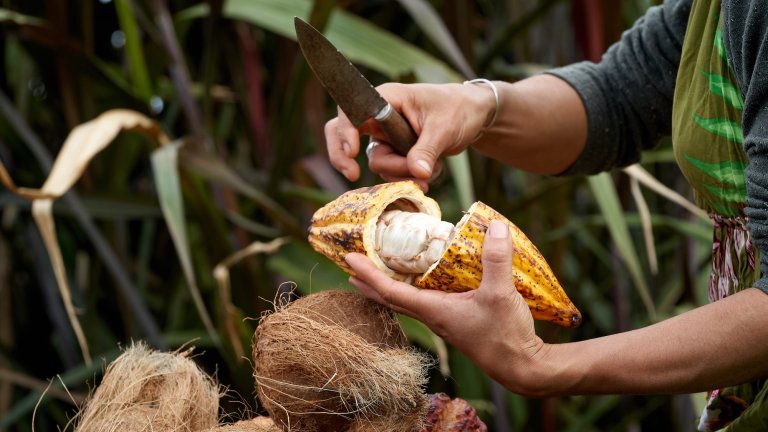 Woman holding knife while opening cacao plant seed