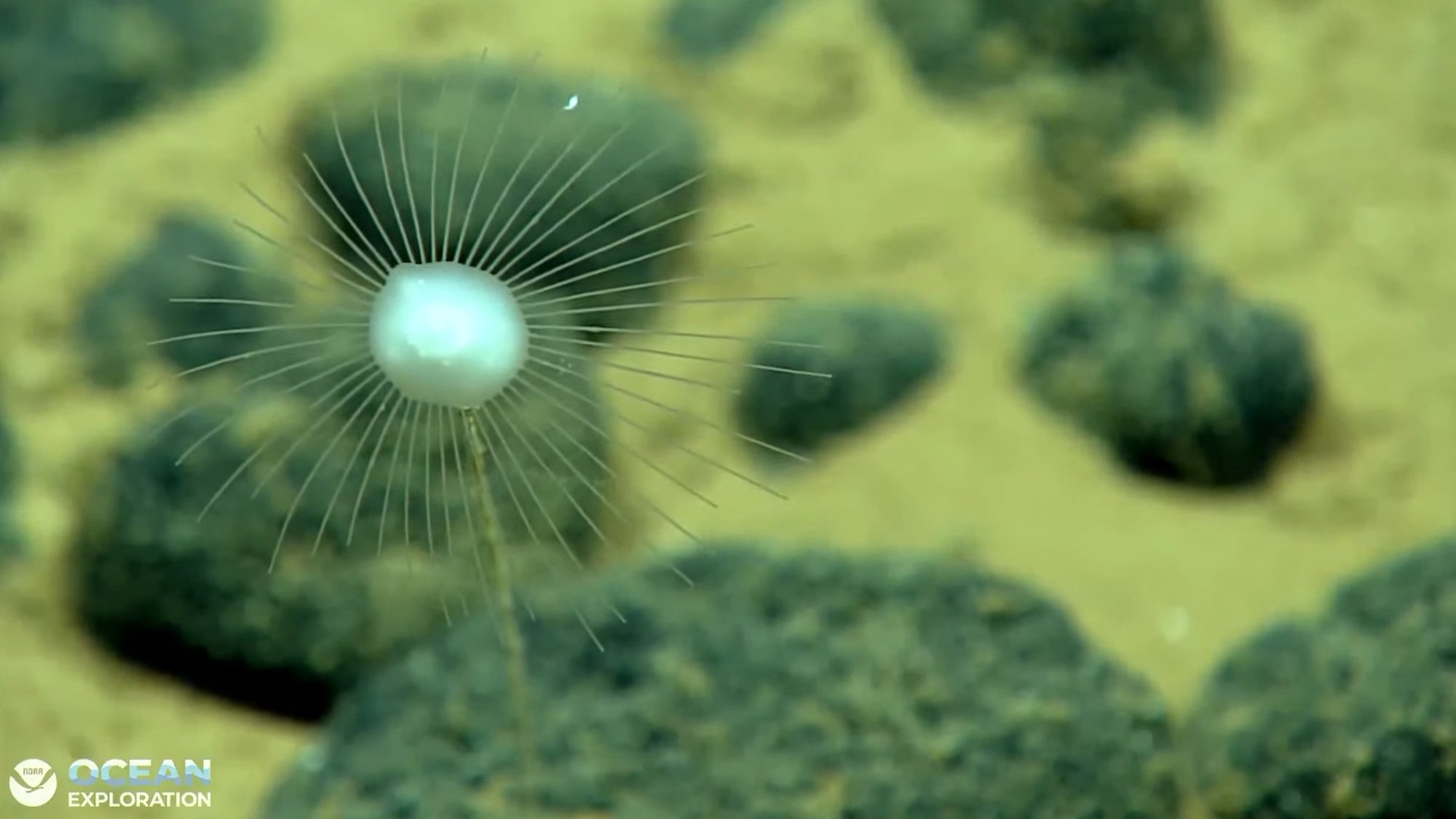 This carnivorous sponge was one of several seen during Dive 09 of the 2026 Cook Islands ROV Exploration cruise. Unlike fitler feeding sponges, carnivorous sponges prey on animals such as small crustaceans that they capture from the water column.