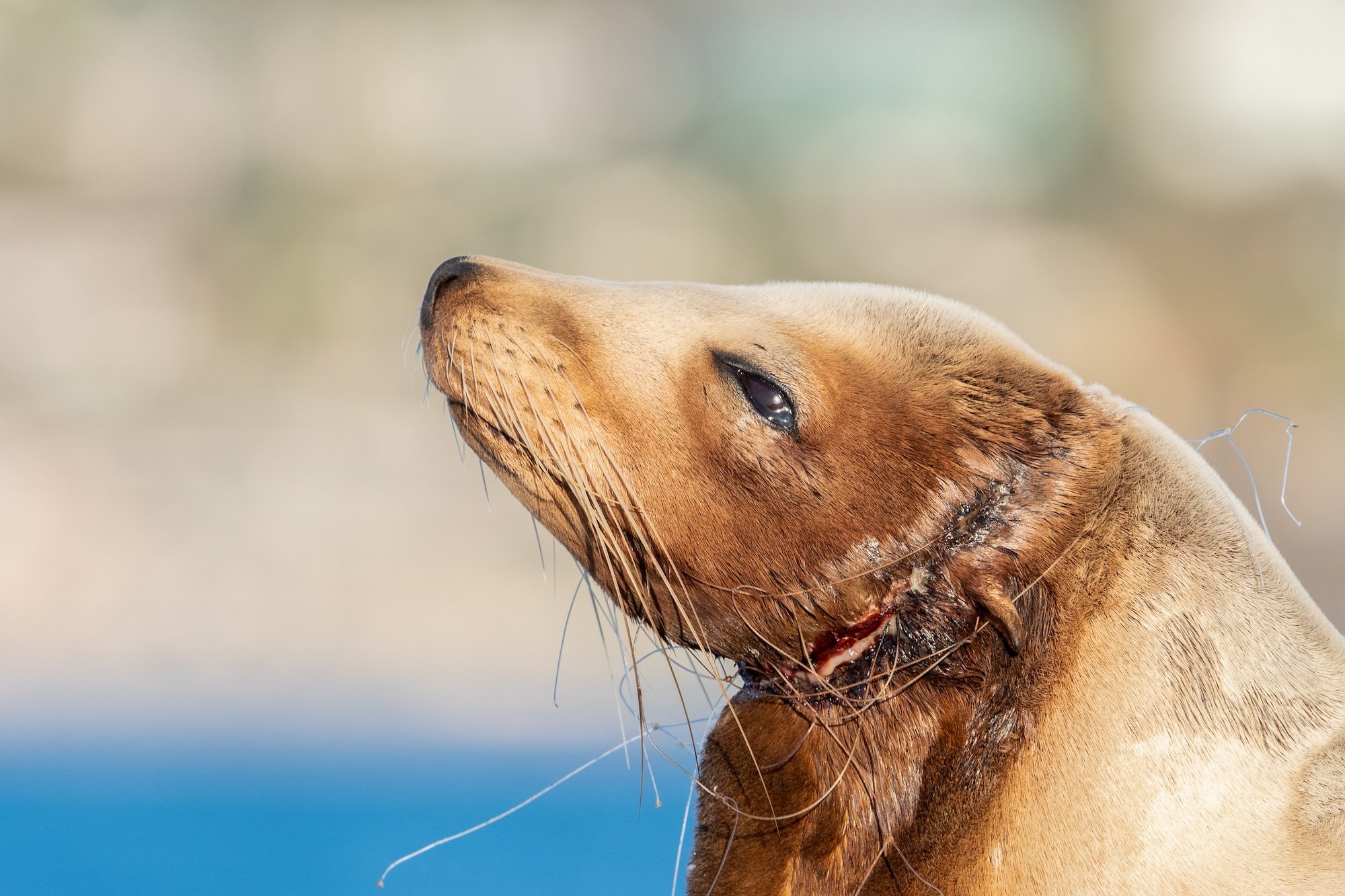 A California sea lion has plastic netting tightly wrapped around her neck