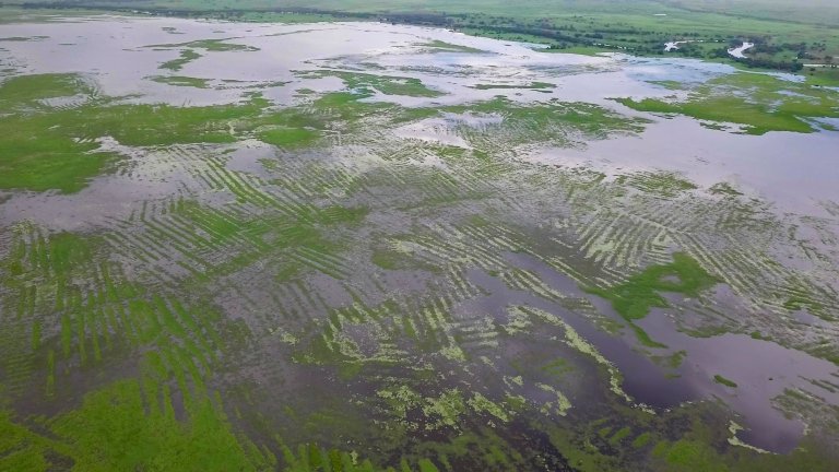 The canals and raised fields of La Mojana during wet season.