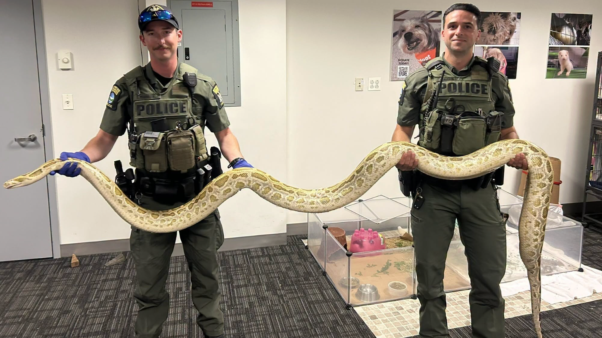 Police seize massive Burmese python near Coney Island boardwalk