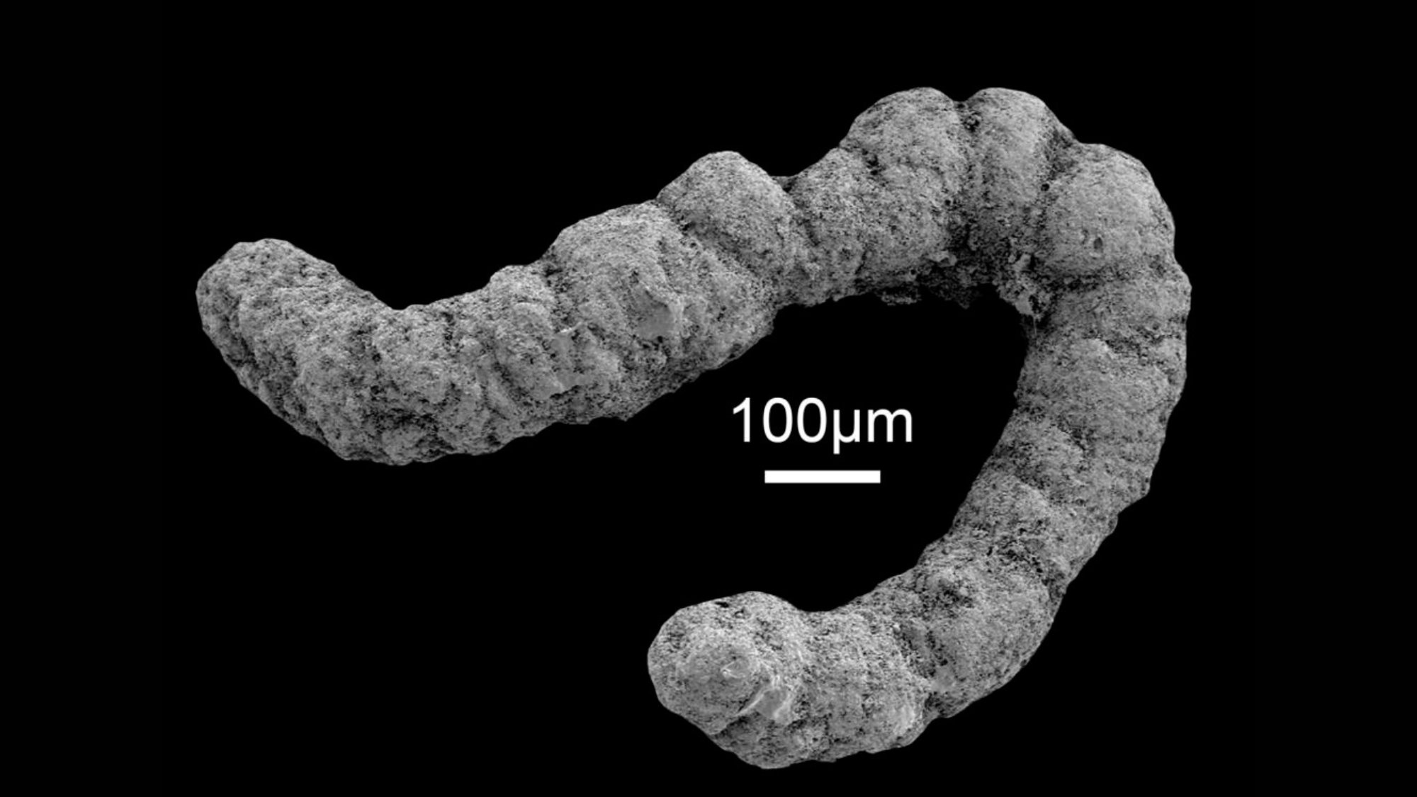 An image of a 100 micrometer coprolite fossil