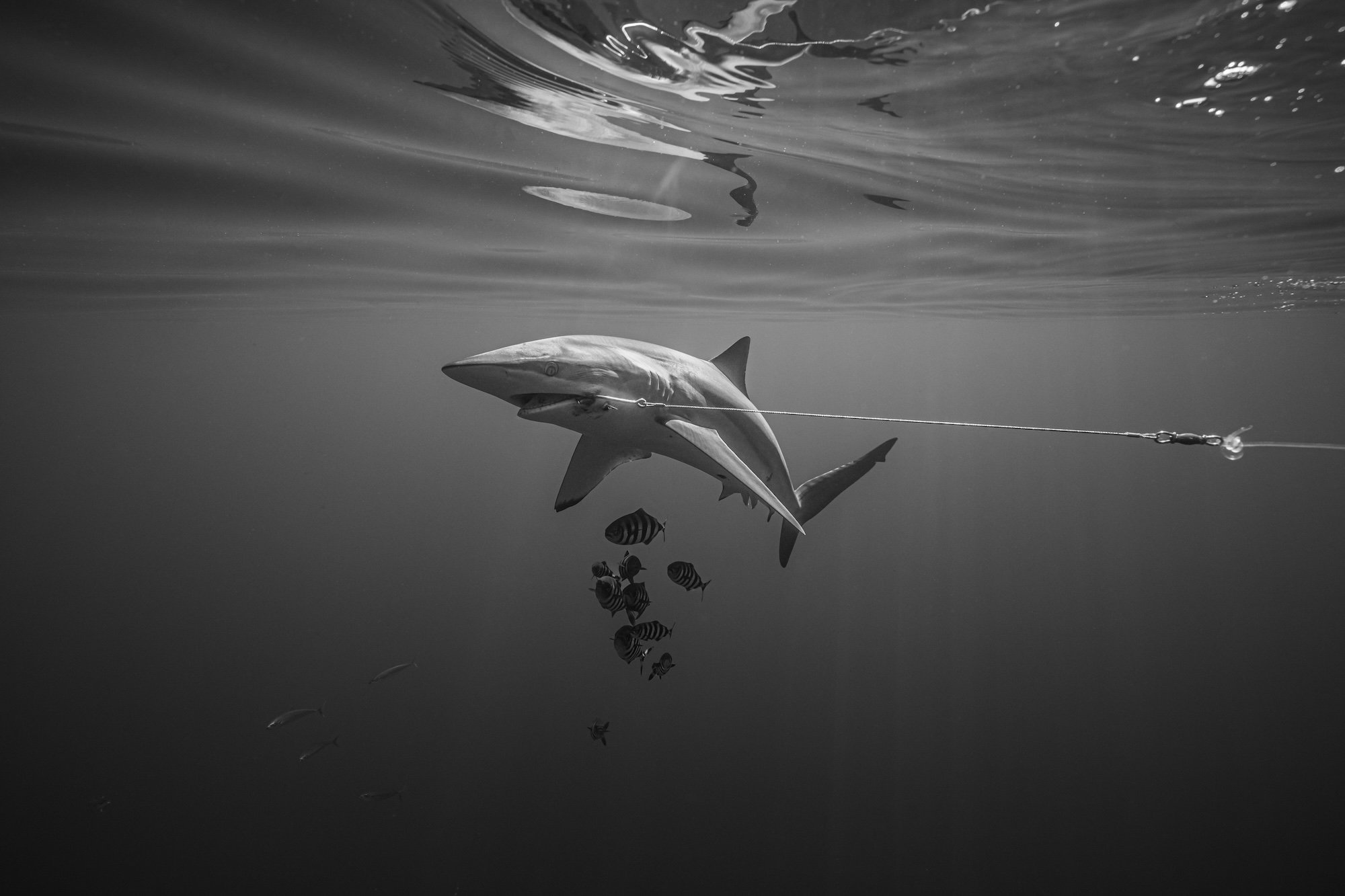 A silky shark circles helplessly after taking bait 