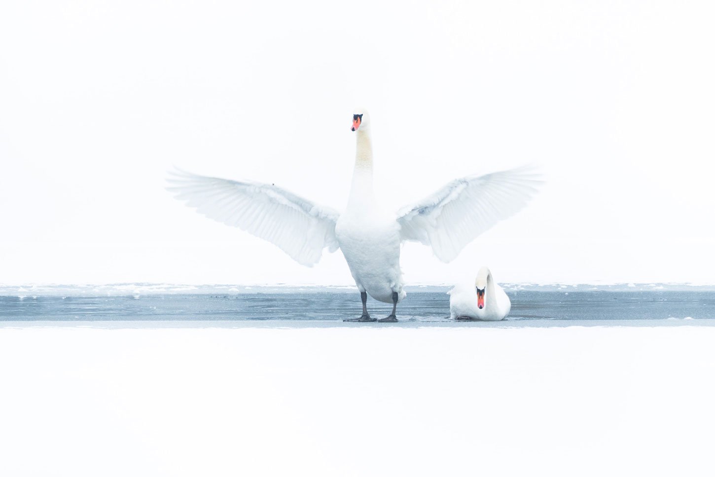 two white geese