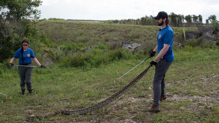 Conservationist holding large Burmese python by the tail in Florida Everglades