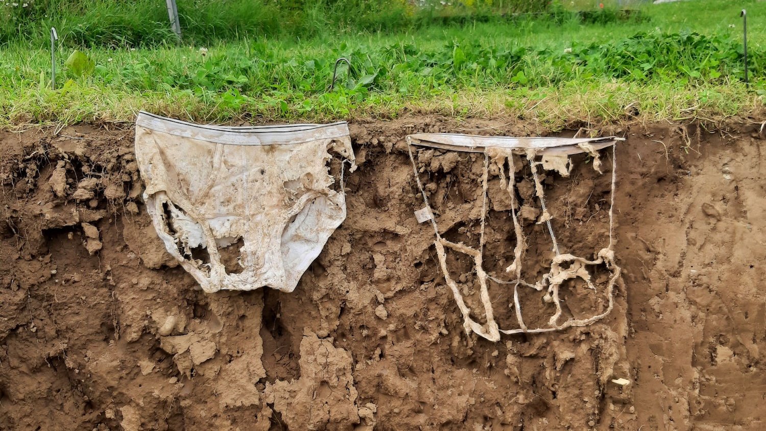 Two decomposing pairs of underwear pinned to dig side in a lawn