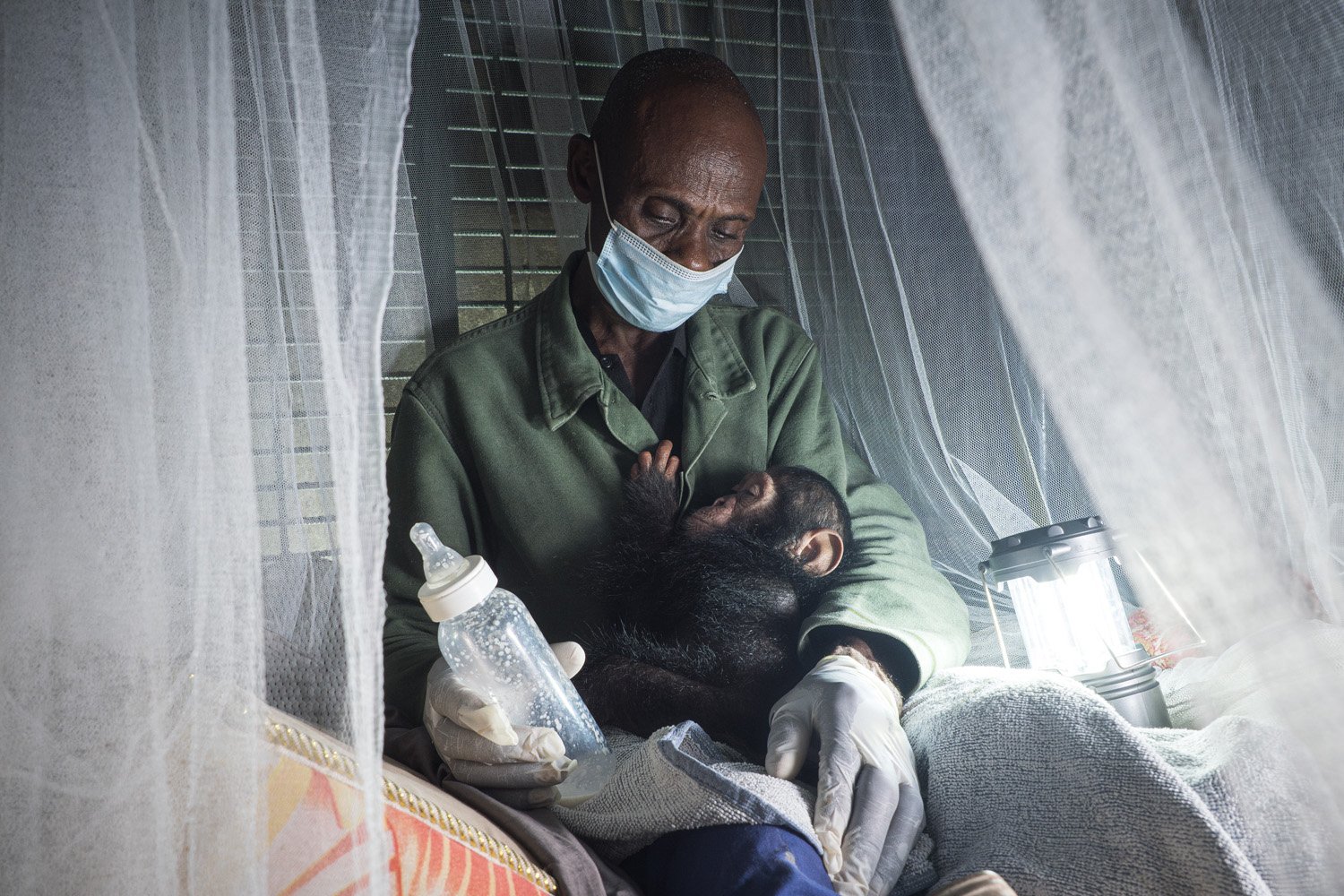 a human with a mask on holds a young chimp