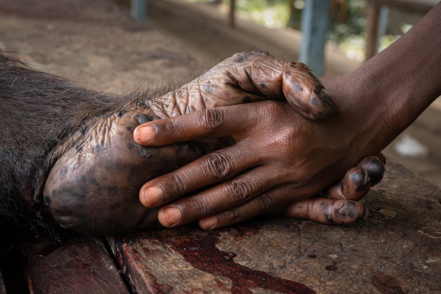 a human and a chimp hold hands