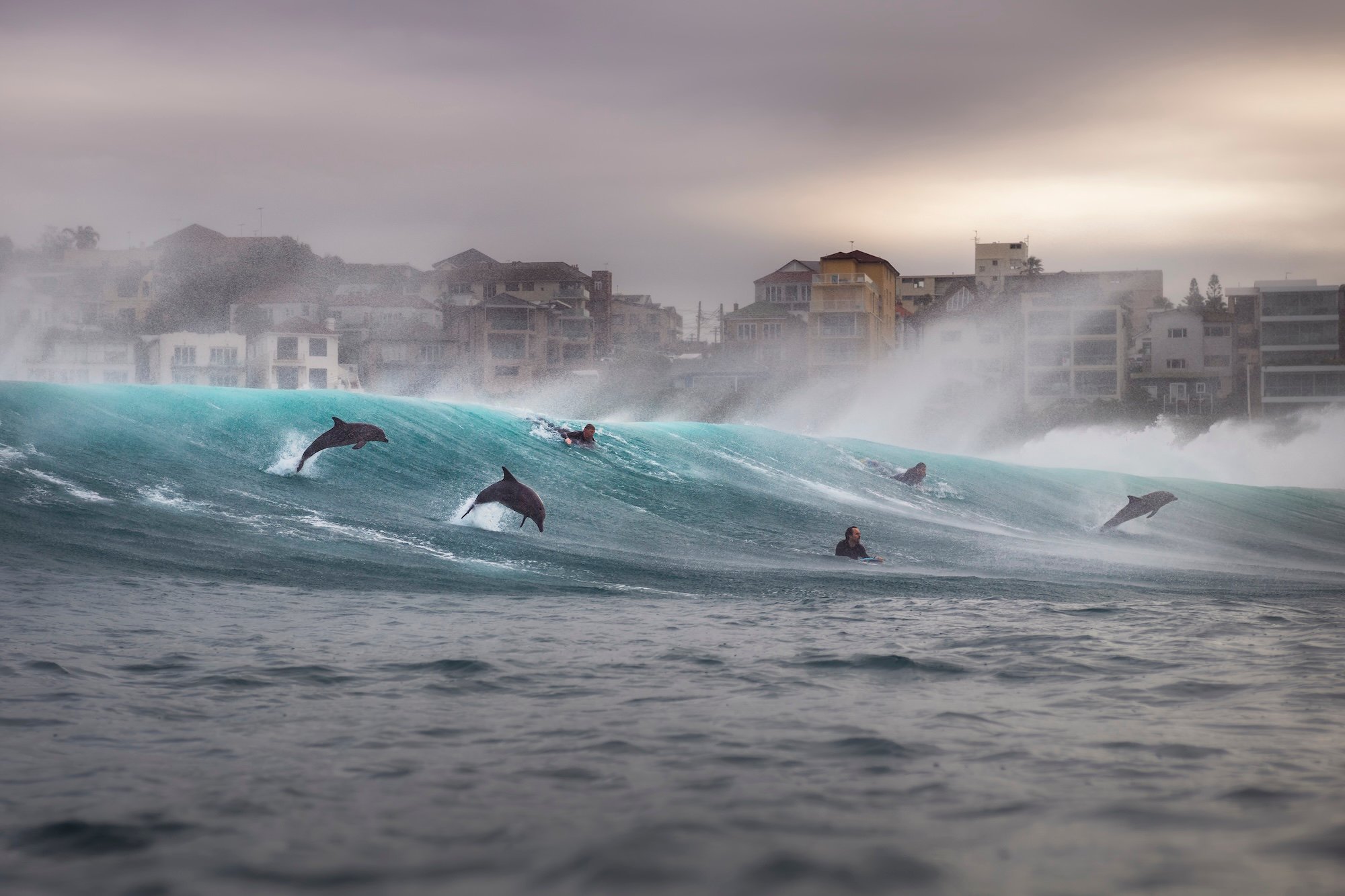 Dolphins ride the waves alongside surfers