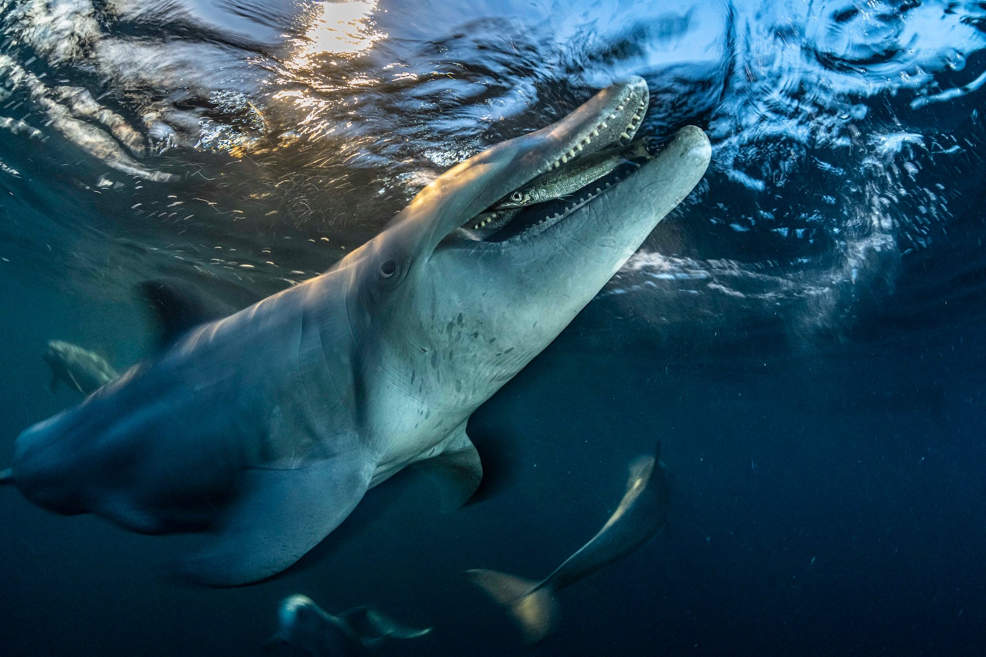 A bottlenose dolphin bites a small fish 