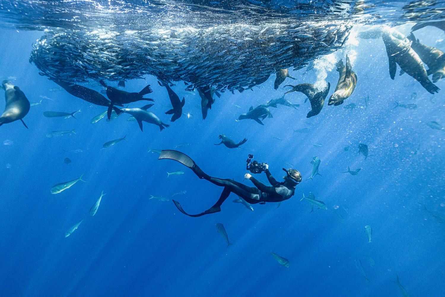 a diver holding a camera under a school of fish and seals
