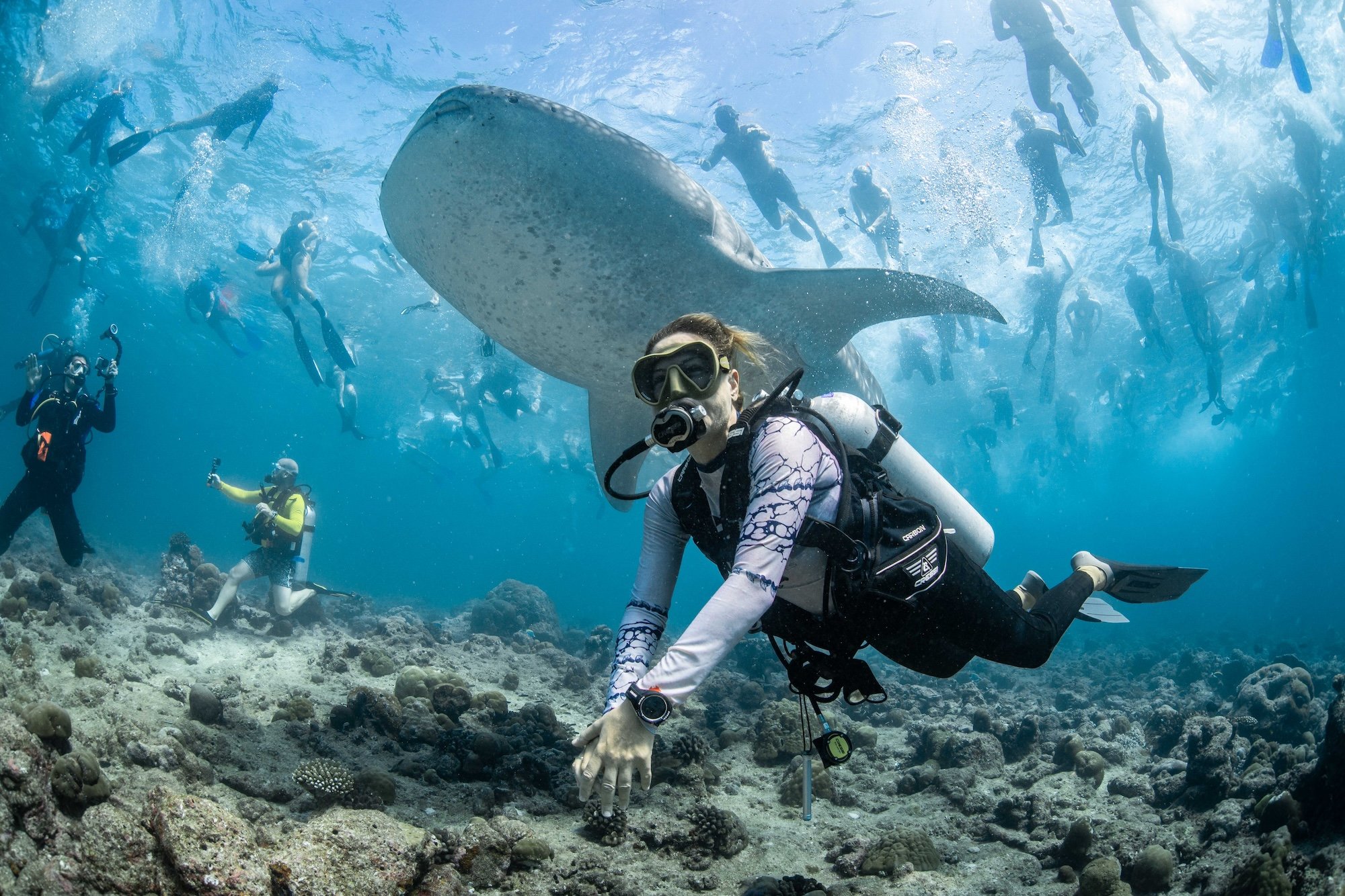 A whale shark is surrounded by divers and snorkelers 