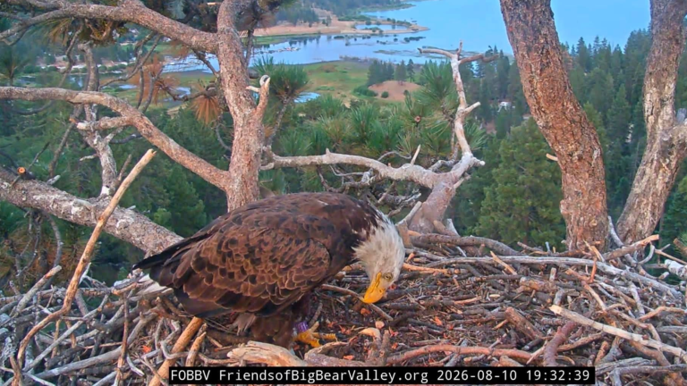 an eagle on a nest with its head down