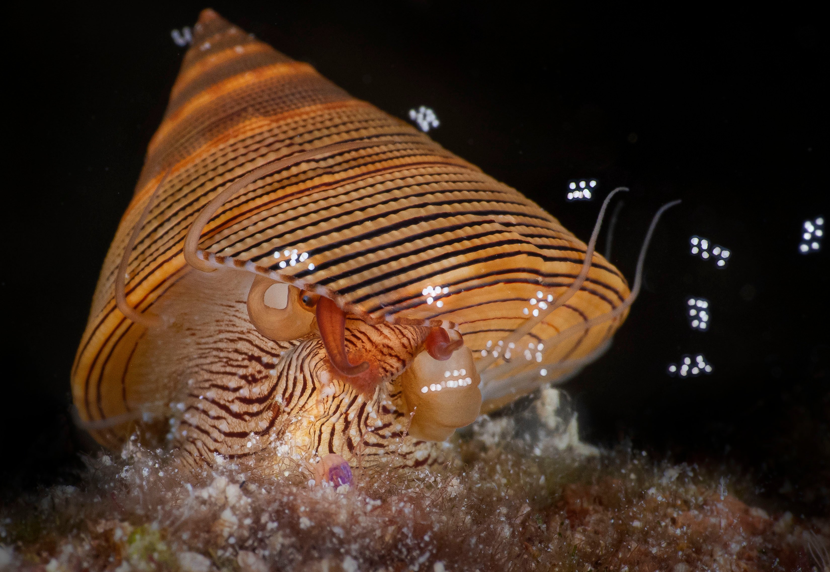 A chocolate-lined top snail releases egg packages into the water