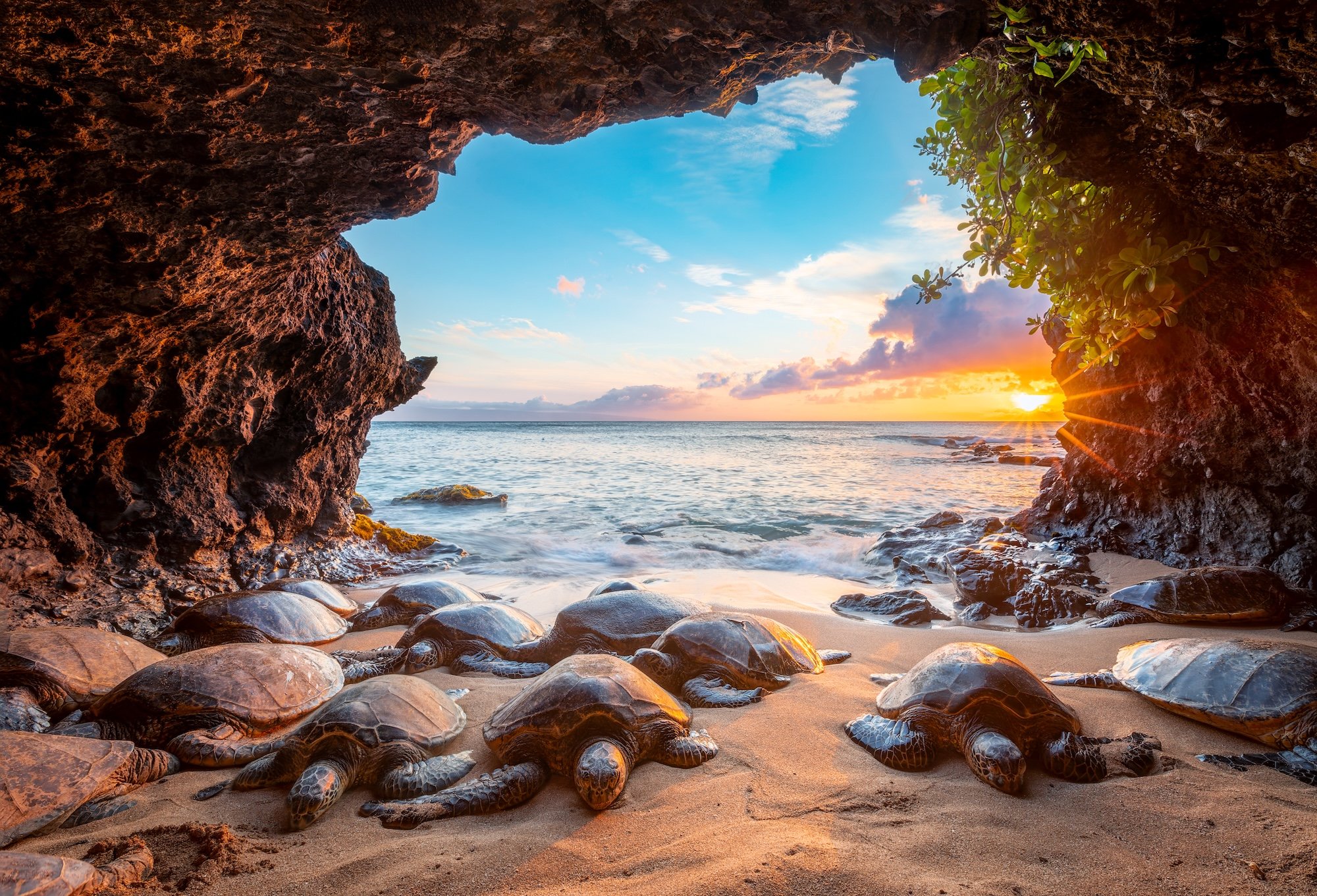 green sea turtles rest together inside a sheltered sea cave at sunset