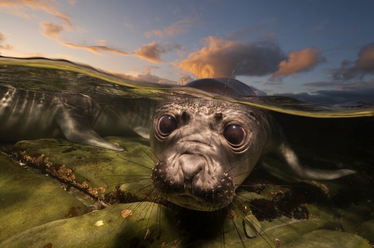 Southern elephant seal pups explore shallow rock pools