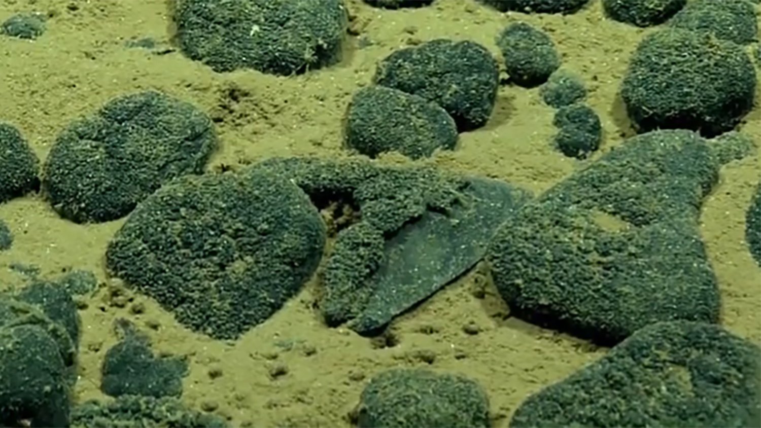 This shark tooth was seen resting on the seafloor during Dive 09 of the 2026 Cook Islands ROV Exploration. At the time, the mission team was interacting live with Cook Islands Primer Minister Mark Brown, who guided remotely operated vehicles in the collection of the tooth.