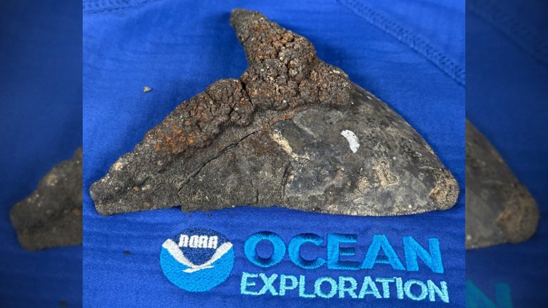 Megalodon tooth with layers of polymetallic deposits atop a NOAA Ocean Exploration towel