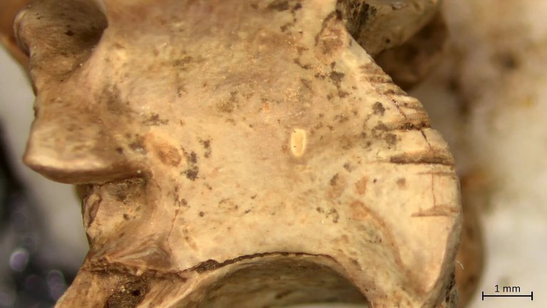 Microscopic image of bone from a large whip snake (Dolichophis jugularis) showing cut marks. Credit: Maayan Lev