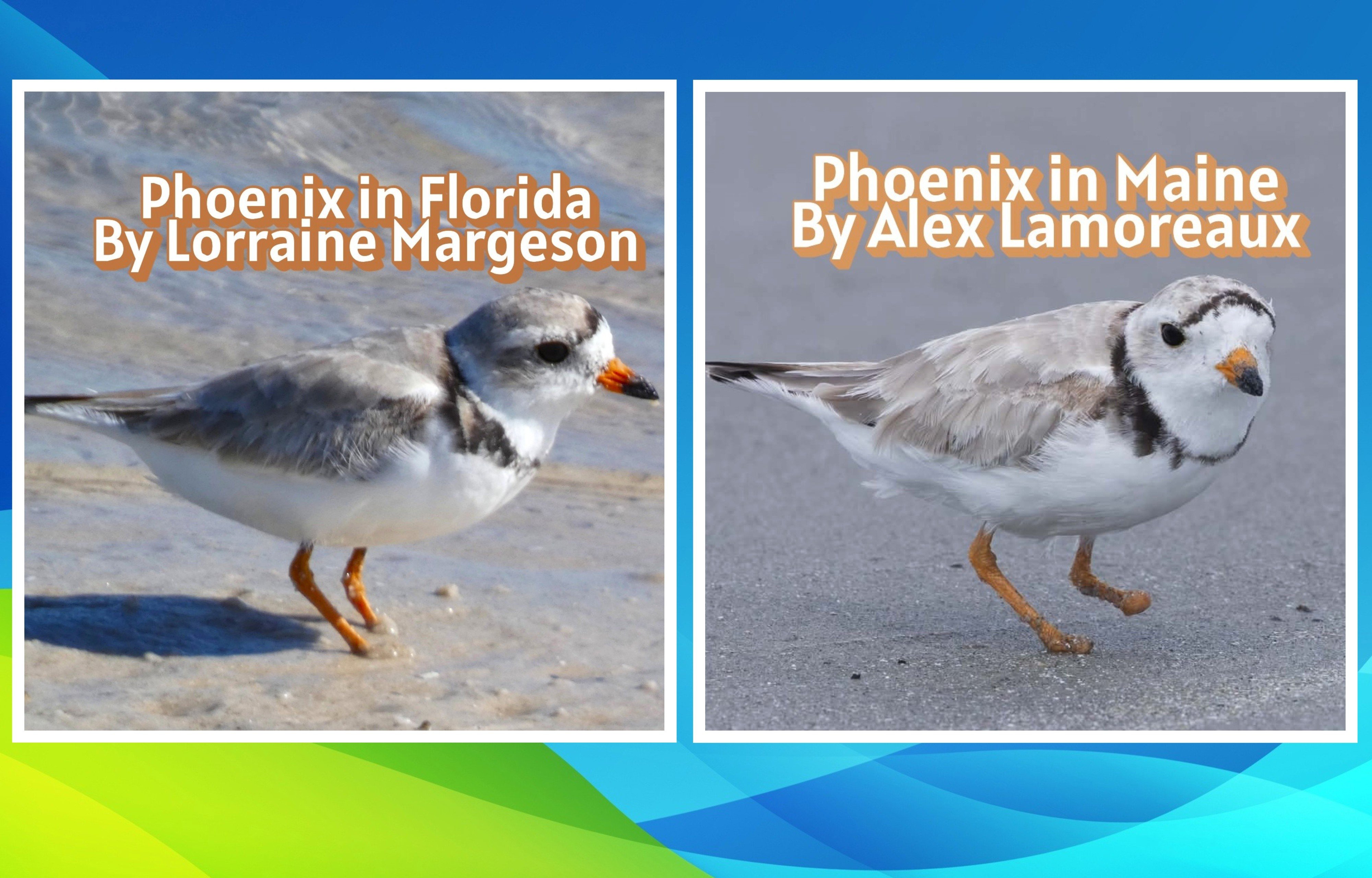 the same piping plover on a beach in florida and on a beach in maine. these birds are small with white, grey, and plack plummage and orange and black beaks