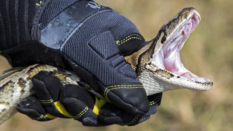 Python incentives and education specialist, Robert Edman, with the Florida Fish and Wildlife Conservation Commission, demonstrates how to catch a python during an event promoting the Florida Python Challenge 2020 Python Bowl on Thursday, Dec. 5, 2019. The python challenge is a conservation effort that includes public outreach on the invasive pythons and a ten day competition to remove pythons from the Florida Everglades. (Al Diaz/Miami Herald/TNS)