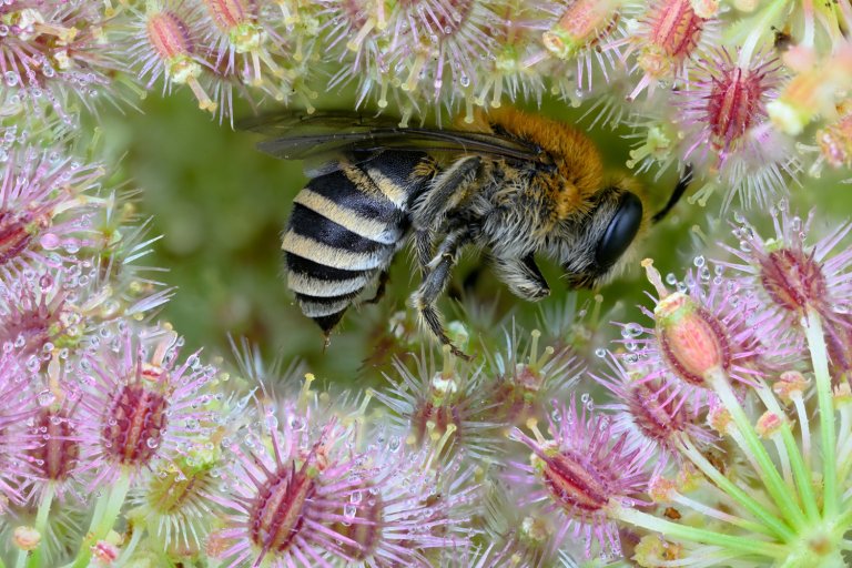 a bee on a dew-covered flowers