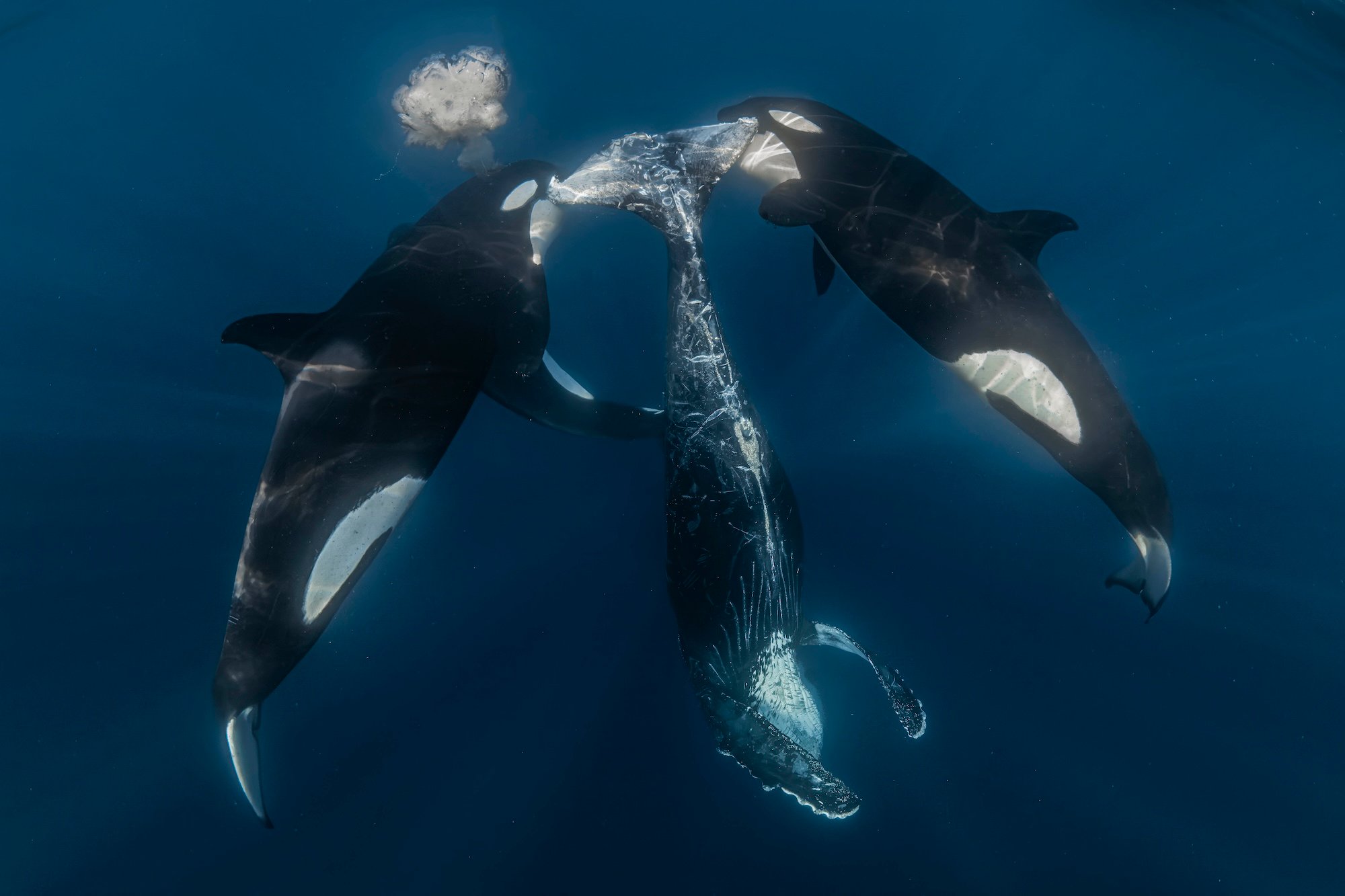  aftermath of a successful orca hunt.
