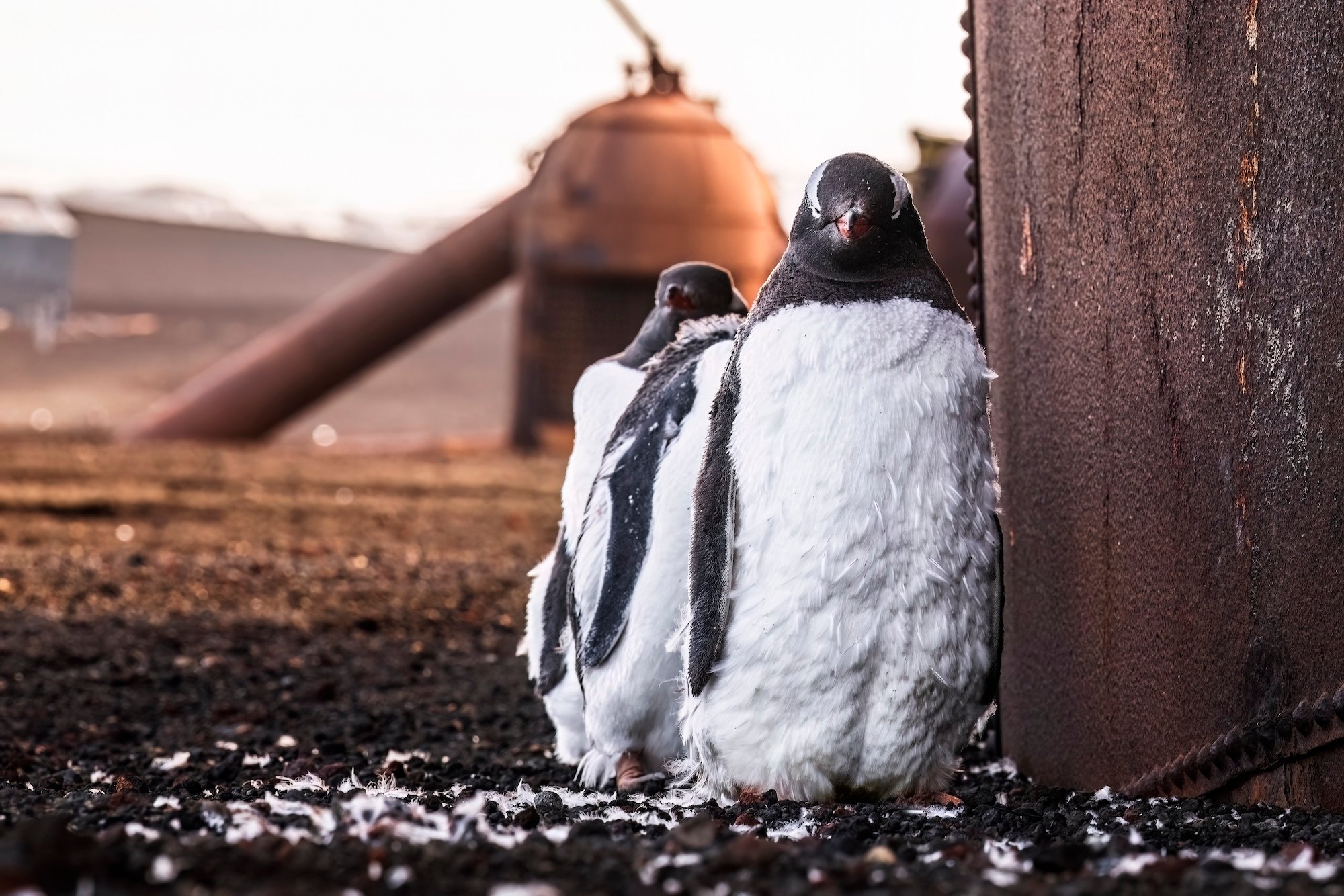 Three gentoo penguins stand beside the rusting remains of the former Hektor whaling station