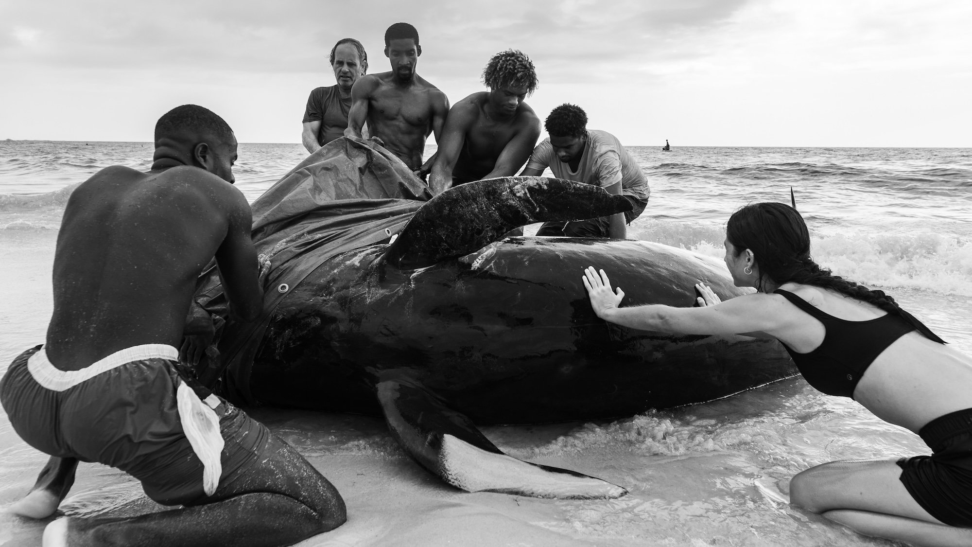Volunteers, surfers, lifeguards and conservation groups work together to refloat stranded short-finned pilot whales