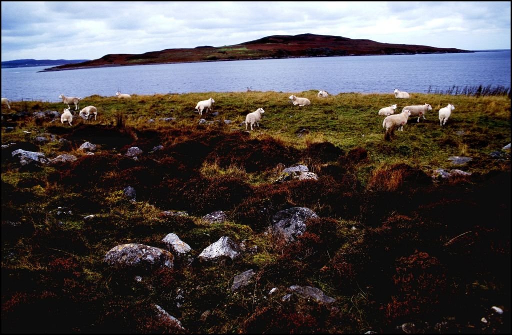 About a dozen sheep graze on a rugged coast with low lying brush. Water is in the background.