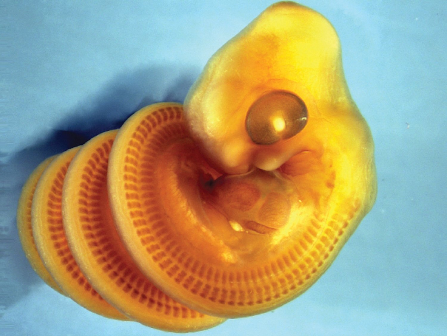 An embryo of Cape house snake (Boaedon capensis) stained to show developing muscle blocks in the trunk. The embryo shows right-handed coiling. Credit: Raul Diaz / California State University Los Angeles