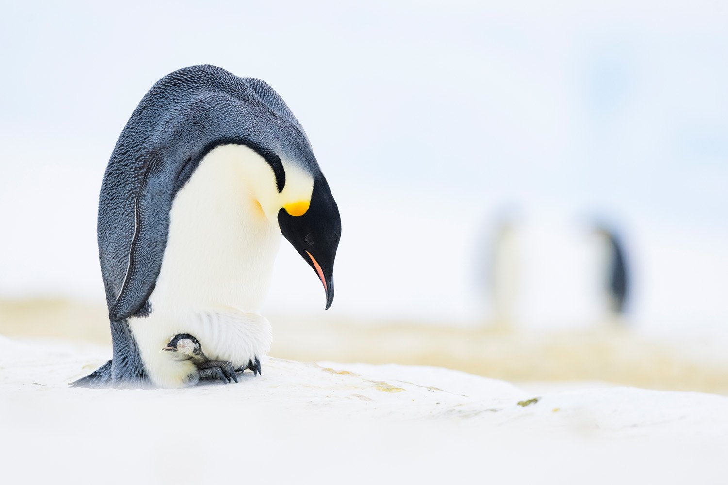 a penguin protects its chick