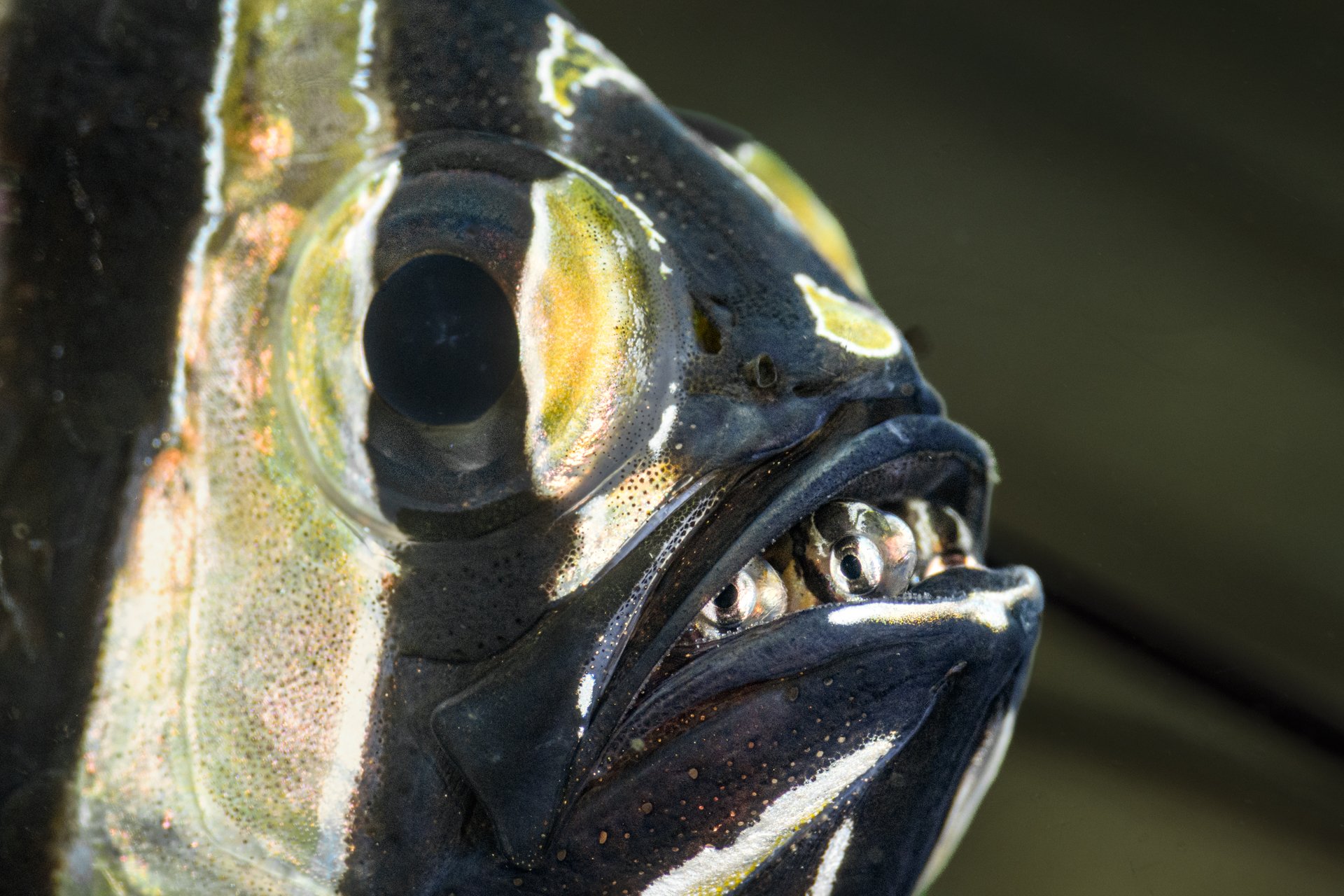 A male Banggai cardinalfish shelters newly hatched juveniles inside his mouth