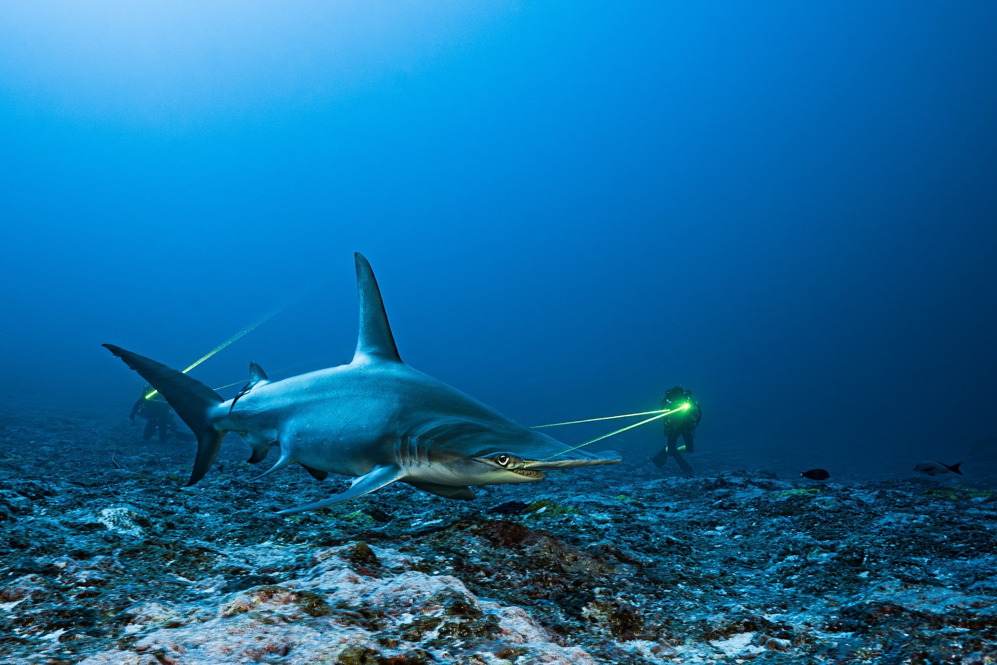 great hammerhead shark (