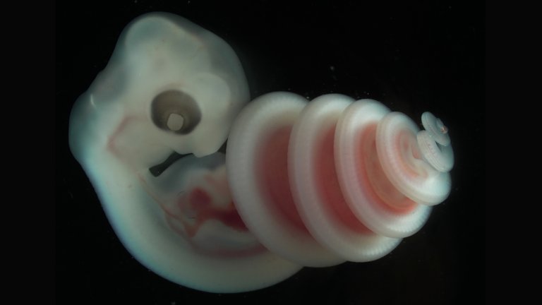 High definition image of a snake embryo